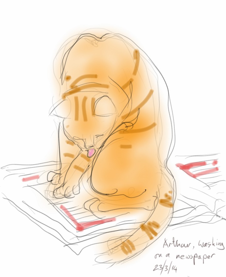 Arthur Cat washing on a newspaper