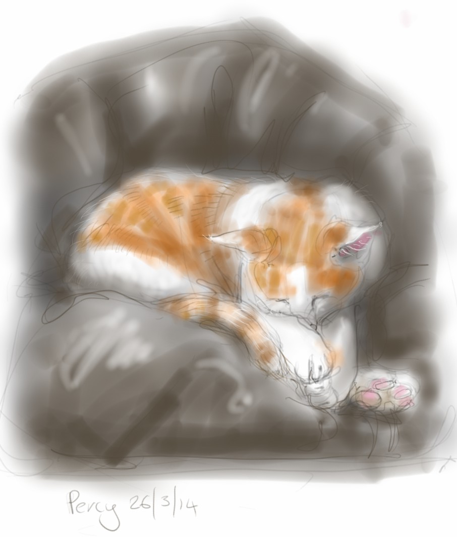 cat sleeping in a beanbag