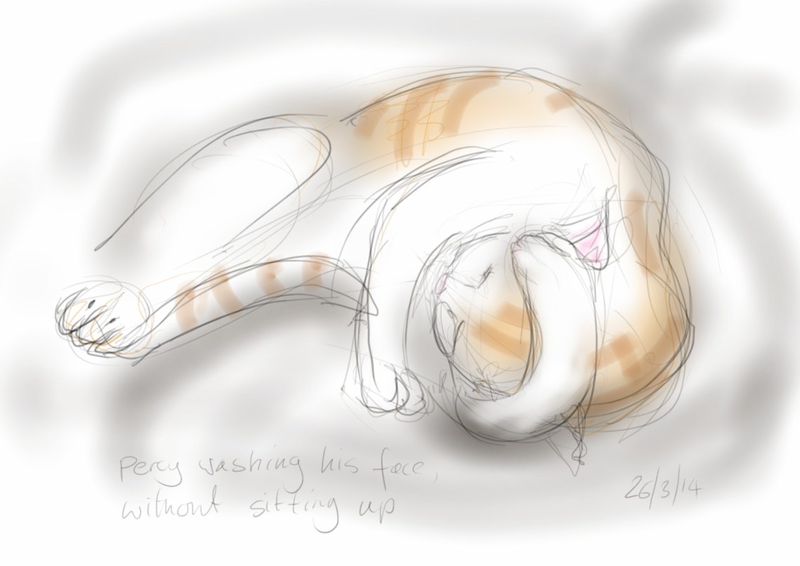 Cat washing - sketch