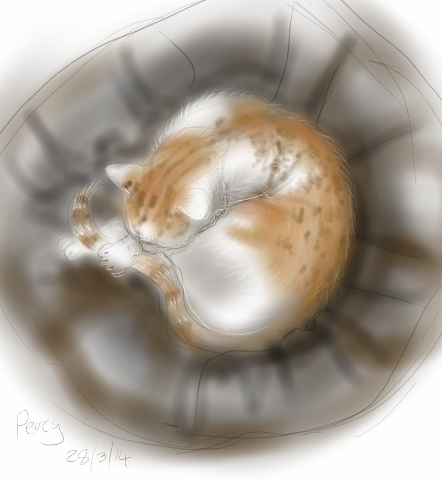 cat sleeping on beanbag