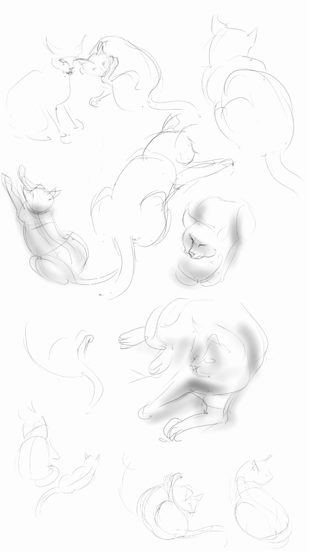 twitchy cats outside