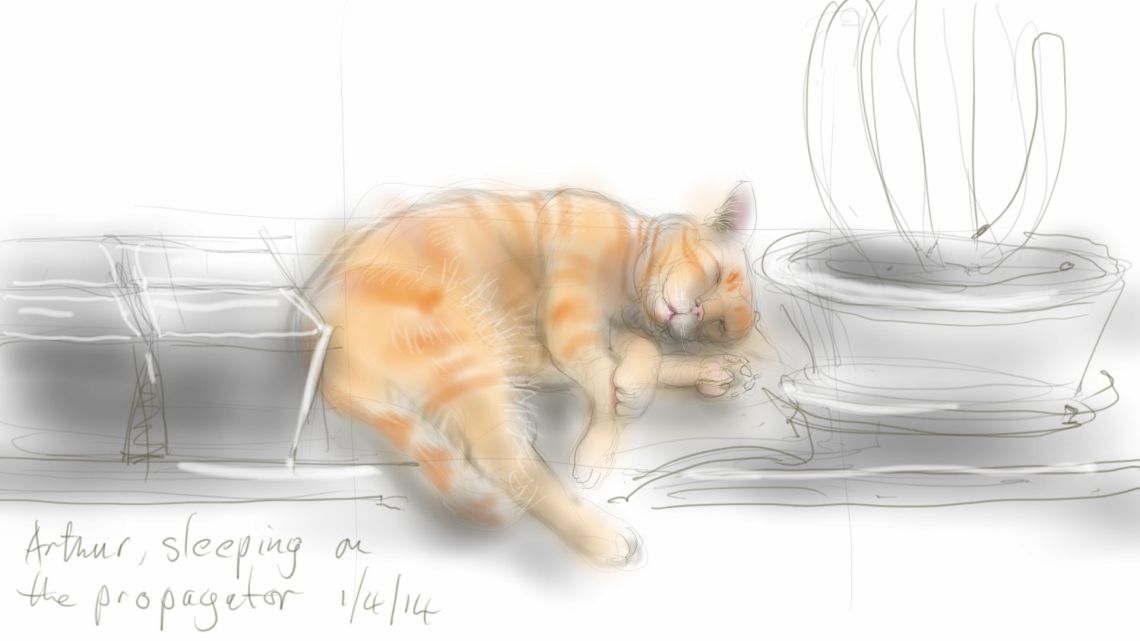 Arthur Cat on the propagator 2