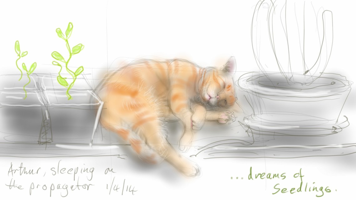 The seedlings that Arthur dreamed