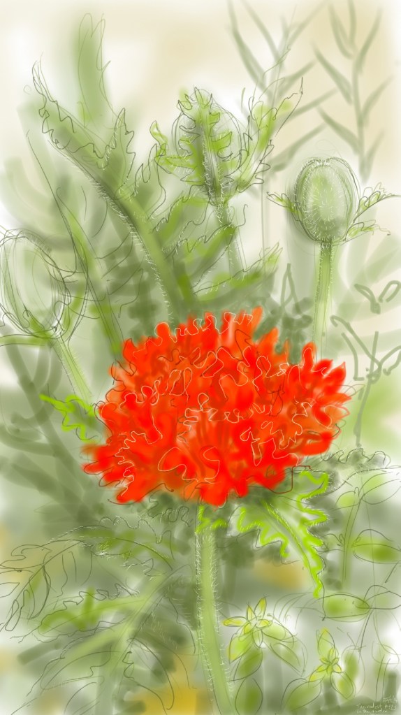 very red very frilly poppy