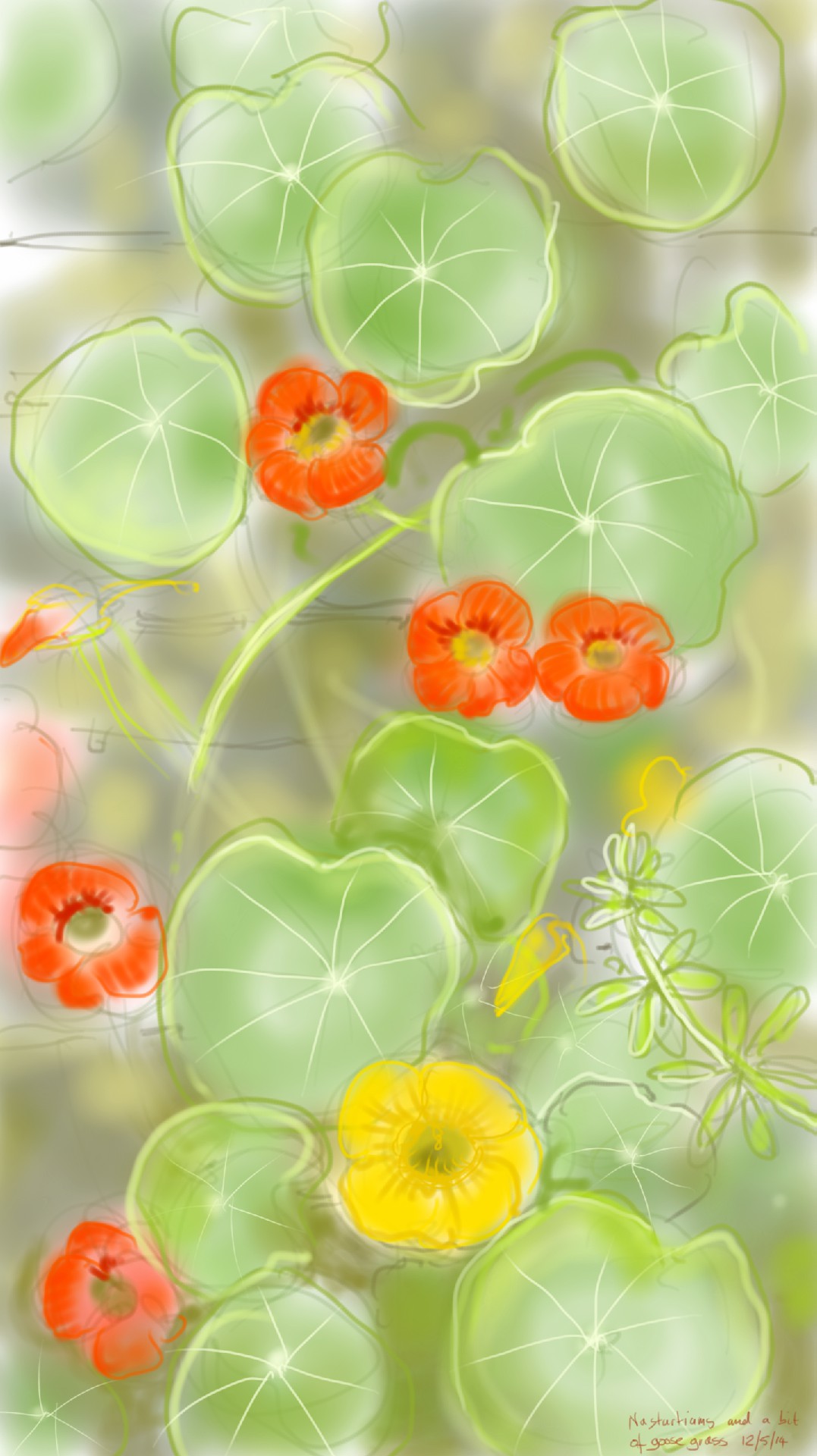 nasturtiums