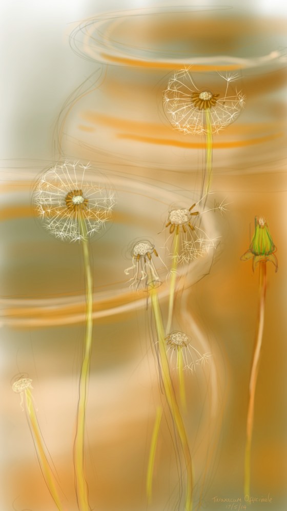 Taraxacum Officinale