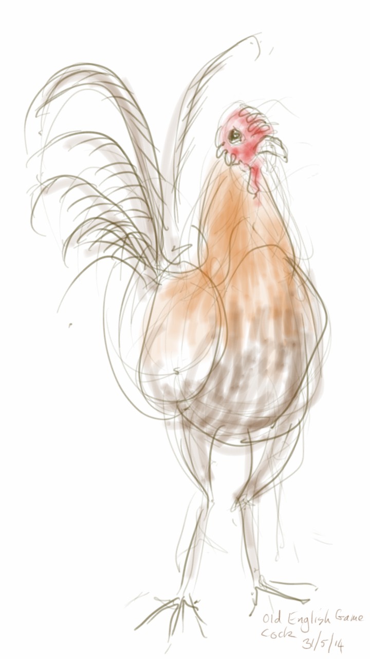 Old English Game Cock
