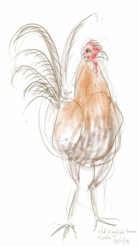 Old English Game Cock