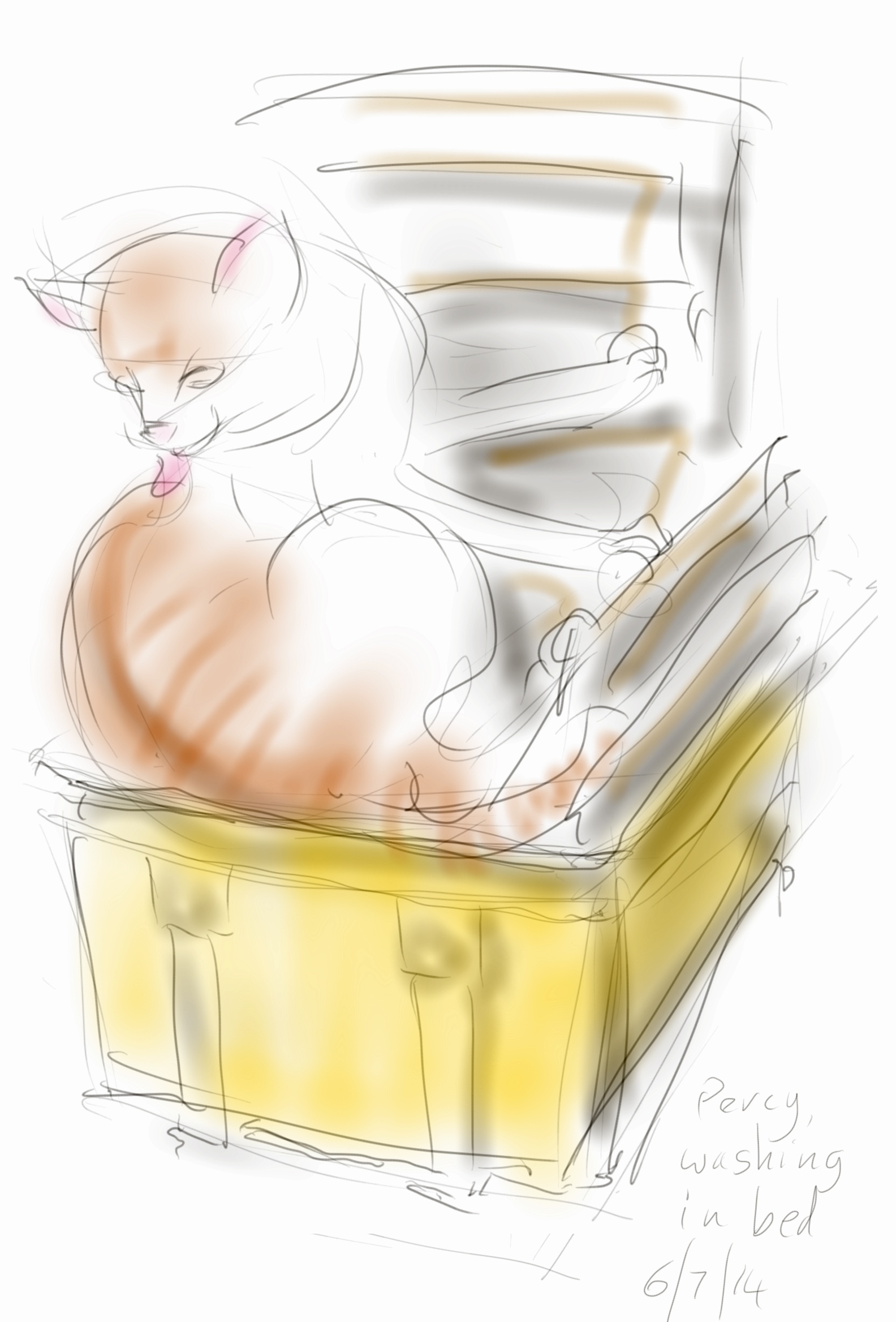 Percy Cat, washing in bed