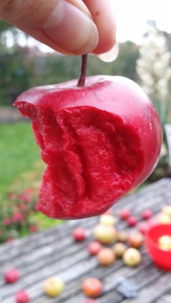 'Red Love' Apple