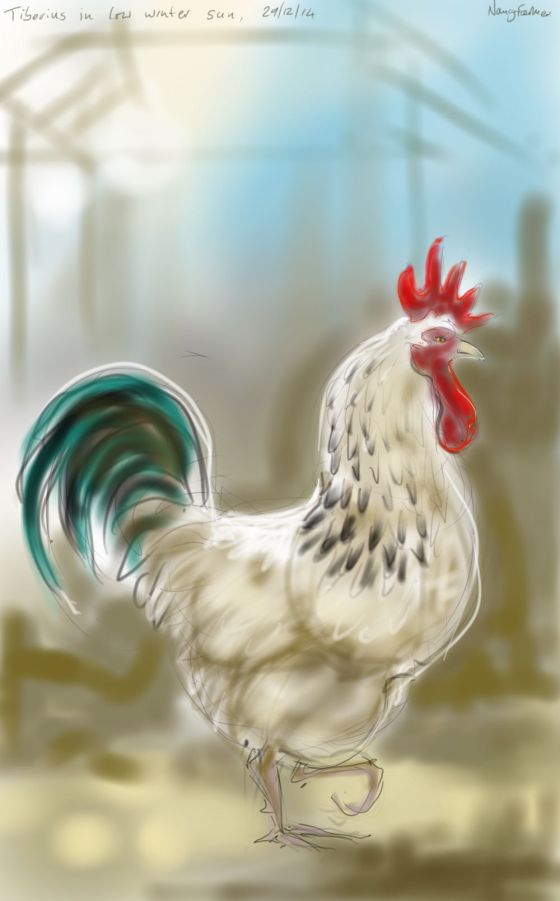 Tiberius Tyrrol Cockerel