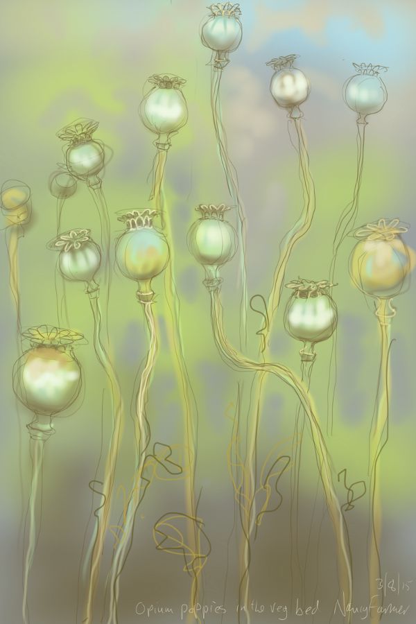 Poppy seed heads